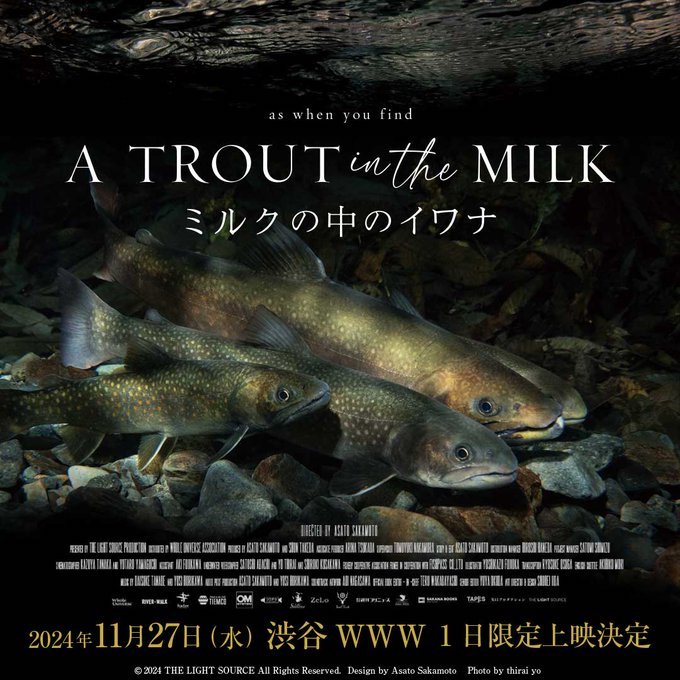 『A TROUT IN THE MILK / ミルクの中のイワナ』　